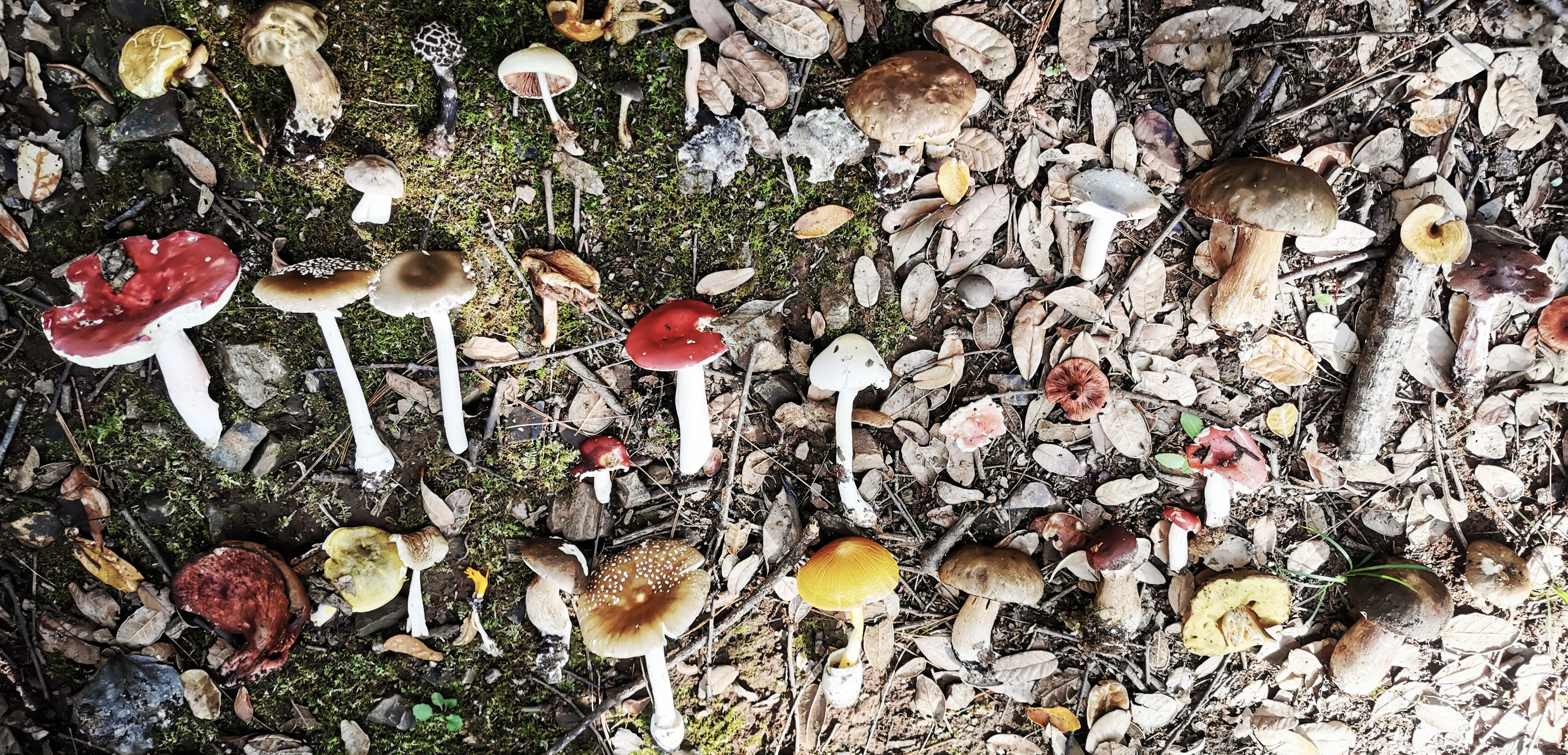 Mushrooms
