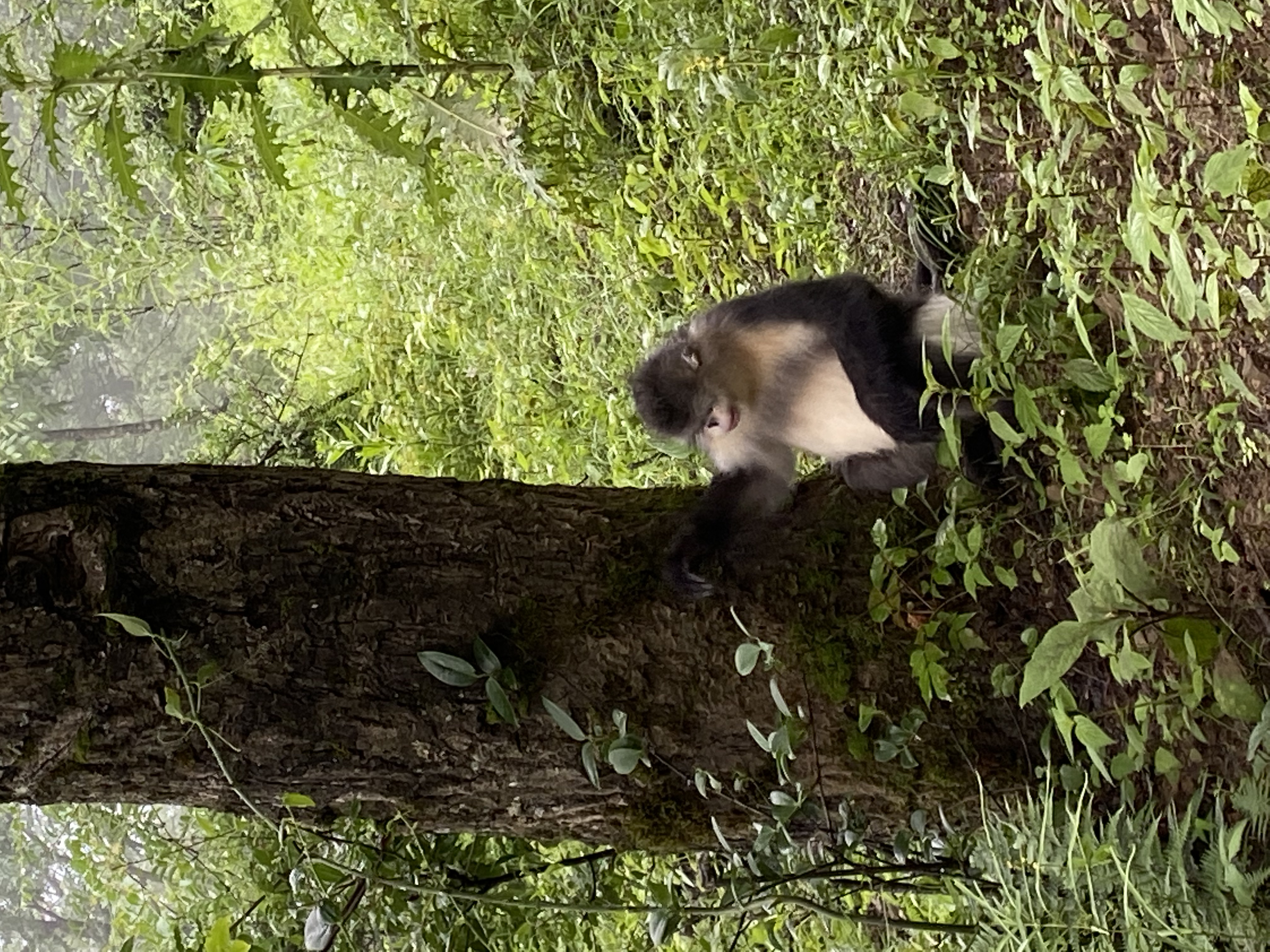 Snub-nosed Monkey