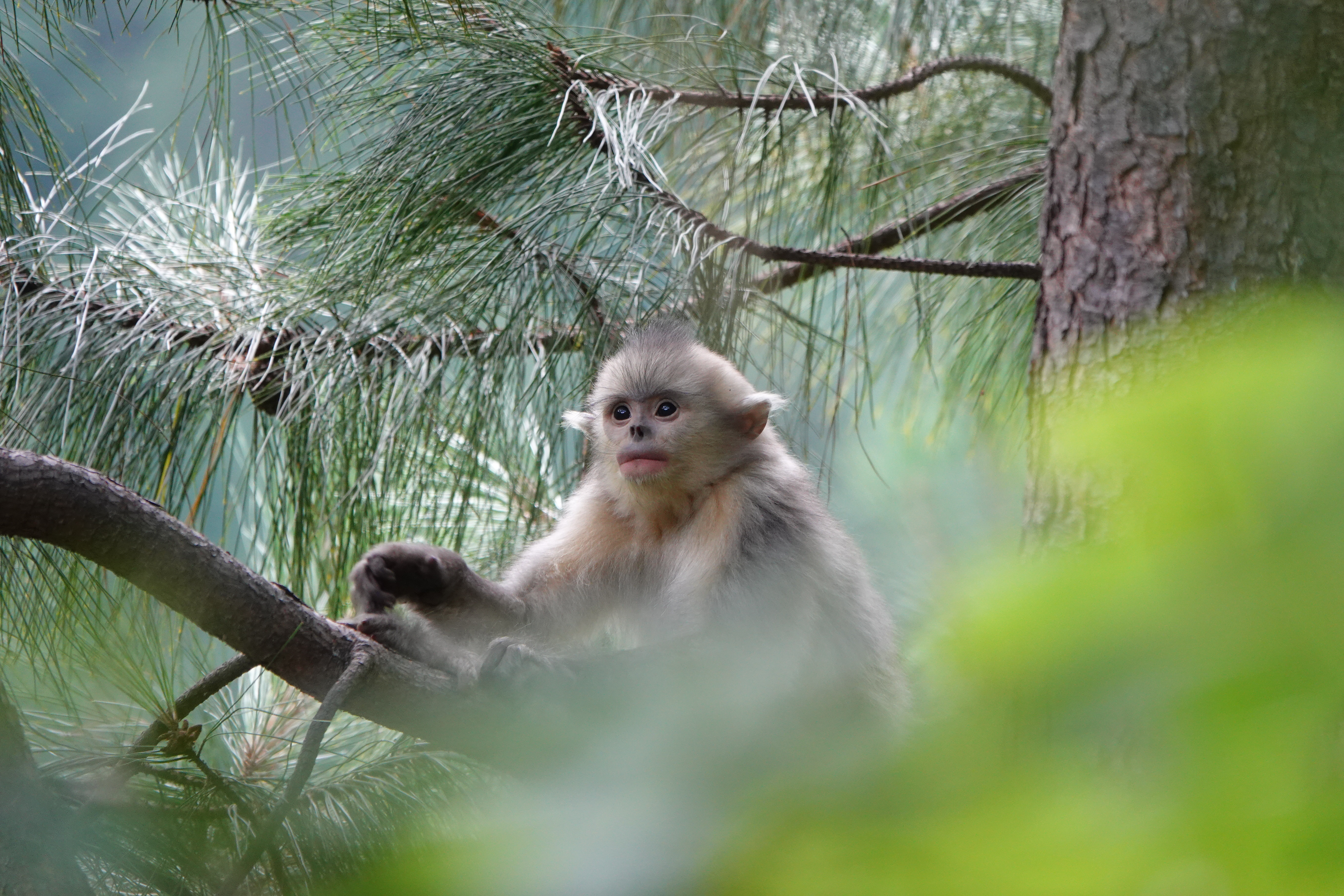 Snub-nosed Monkey